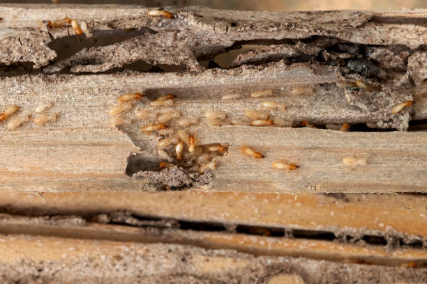 Best Insect Control  in Eastlake, OH